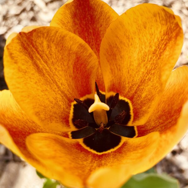 Image for choice number 13