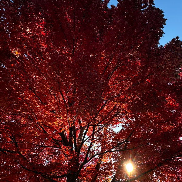 Image for choice number 8